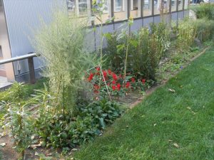 作業前の花壇　ぼうぼうと育っています