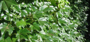 ツタ苗のイメージ