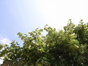 新緑から青空をのぞむ