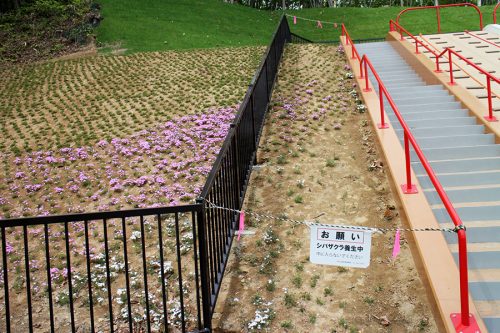 シバザクラ養生中の掲示物