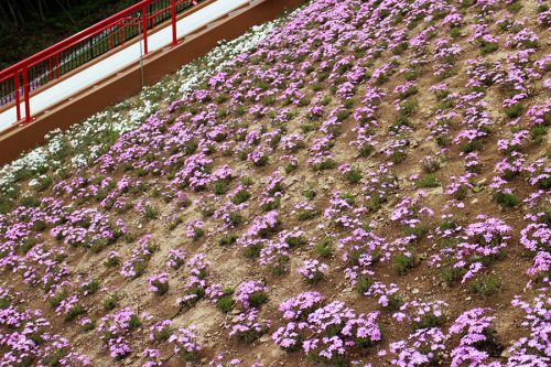 すべり台の横の法面に咲くシバザクラ(2)