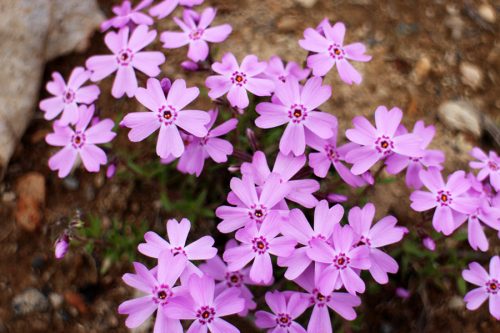シバザクラの花のアップ