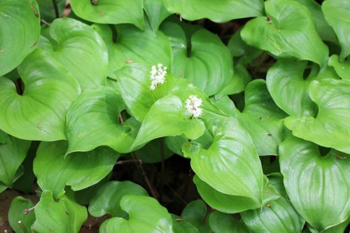 マイヅルソウの花のアップ
