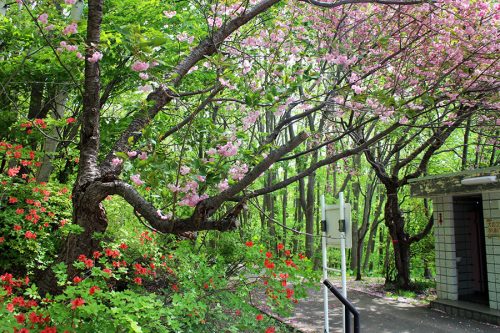 ヤエザクラとエゾヤマツツジ