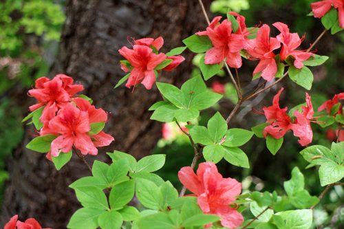 エゾヤマツツジの花のアップ
