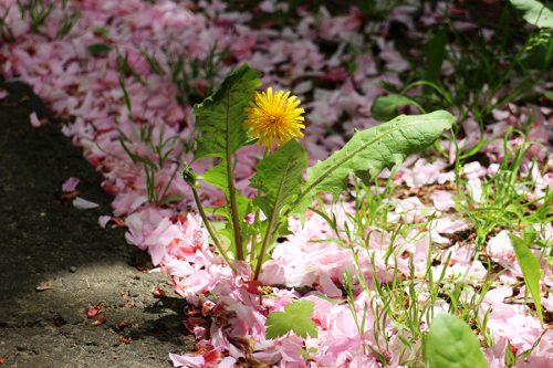 落ちたヤエザクラの花びらの中で咲く1輪のタンポポ