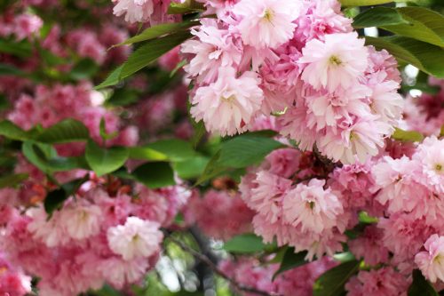 ヤエザクラの花のアップ