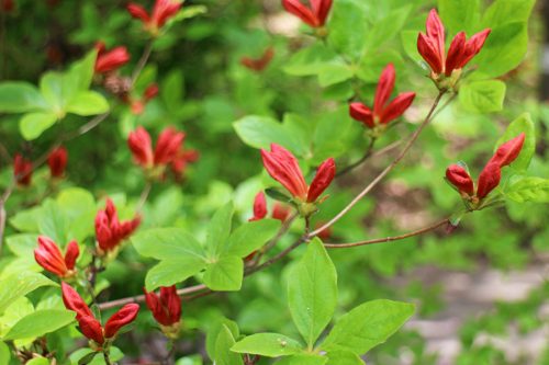 エゾヤマツツジの蕾