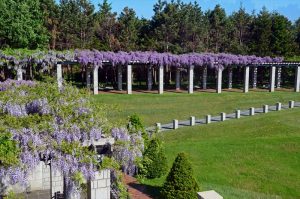 大パーゴラの写真2