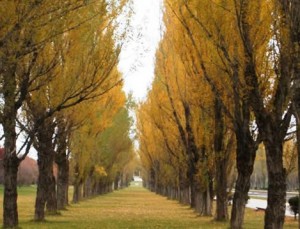 ポプラ並木の黄葉の写真
