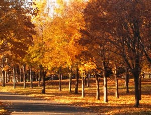 黄金色に染まりゆくナナカマドの写真