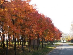 色づくナナカマドの写真