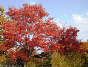 色づくもみじの写真