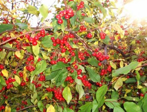 ヒメリンゴの実も熟しての写真