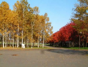 黄色と赤のコントラストの写真