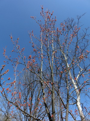 「カエデの花」の画像
