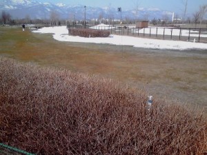 「ナナカマド・サクラコースＯＰＥＮのお知らせ！！」の画像