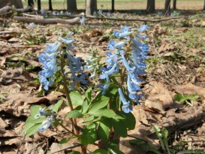 「「春のたより」」の画像