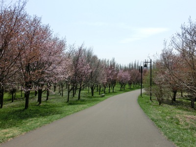 「サクラの様子」の画像