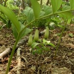 「今日の花」の画像