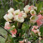 「今日の前田森林公園」の画像