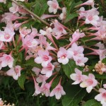 「フジまつり終了いたしました。」の画像