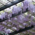 「フジ」の画像