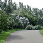 「夏の花」の画像