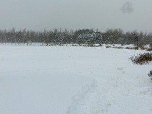 「冬の前田森林公園」の画像