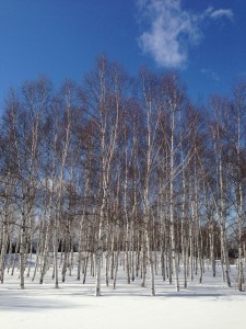 「本日の前田森林公園」の画像