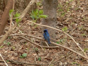 「今朝の前田森林公園（野鳥編）」の画像