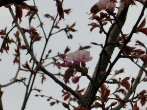 「サクラ状況」の画像