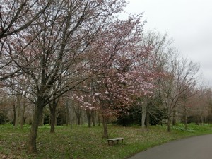 「前田森林公園のサクラ他」の画像