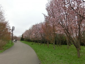「5月16日14:00現在のサクラの状況」の画像