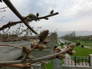 「ちょっと寄り道（アカゲラとフジ）」の画像