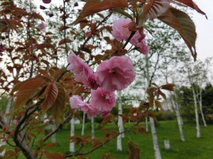 「緑のサクラ、咲いてます。」の画像