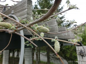 「フジの状況（まだ咲きません）」の画像