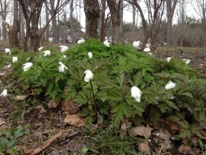 「春の花」の画像