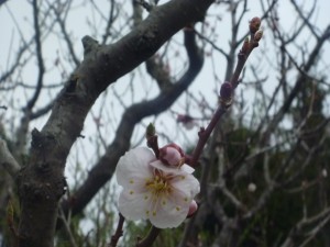 「5月20日　公園の様子」の画像