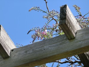 「フジ、開き始め」の画像