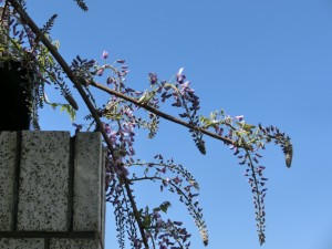 「フジ状況」の画像