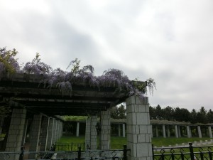 「フジ状況（もう少し・・・）」の画像