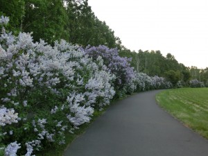 「ライラック、フジ」の画像