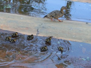 「カモ観察日記」の画像
