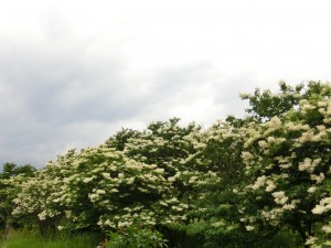 「ハシドイ」の画像