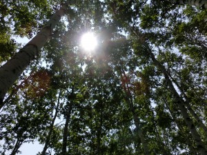 「ご案内：夏休み最後のトンカチ広場」の画像