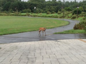 「シカ、登場。」の画像