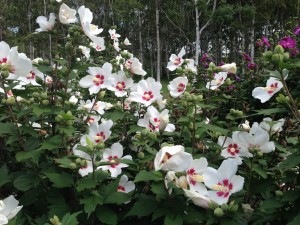 「ムクゲ」の画像