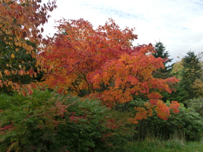 「今日の前田森林公園（紅葉）」の画像