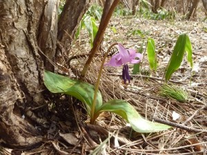 「前田森林公園の春を見つけました。」の画像